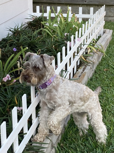Bella