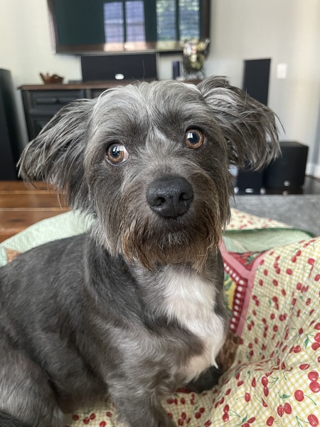 Rhoadie