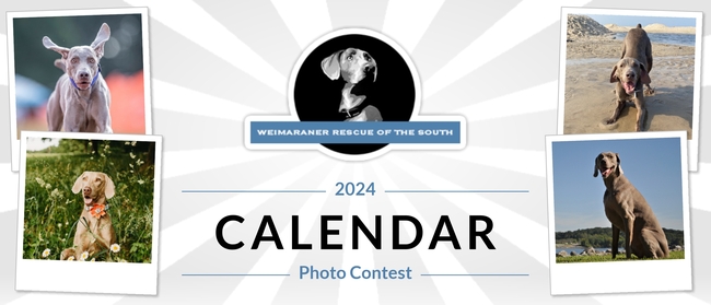 Weimaraner Rescue of the South | Weimaraner Rescue of the South’s 2024 Weimaraner Rescue of the South | Weimaraner Rescue of the South’s 2024
