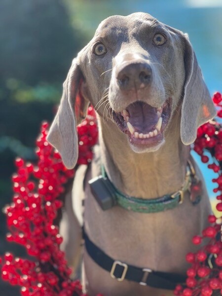 Walter