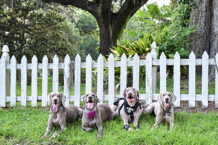 Mollie, Willow, Ezra, and Rory