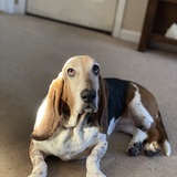 Entry image for Frankie