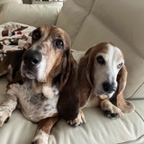 Entry image for Benny and the Izzybella 