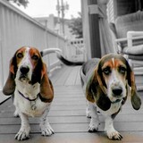Entry image for Fred & Ginger