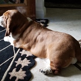 Entry image for Rosie