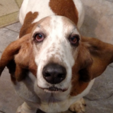 Entry image for Lucy