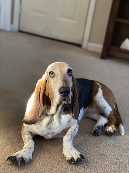 Entry image for Frankie. Clicking this image will show a larger photo