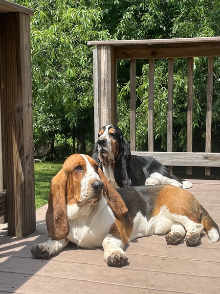 Entry image for Remington and Augustus . Clicking this image will show a larger photo