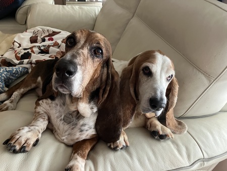 Entry image for Benny and the Izzybella . Clicking this image will show a larger photo