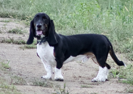 Entry image for Mr. BoJangles. Clicking this image will show a larger photo