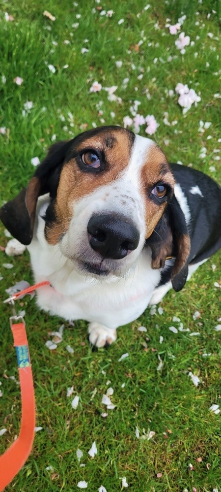Entry image for Wally. Clicking this image will show a larger photo