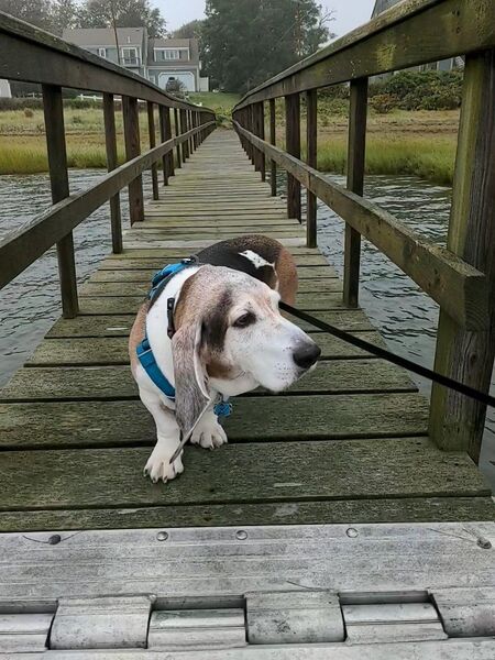Entry image for Roscoe. Clicking this image will show a larger photo