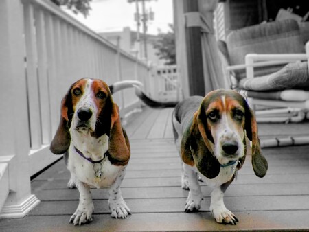 Entry image for Fred & Ginger. Clicking this image will show a larger photo