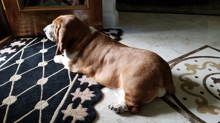 Entry image for Rosie. Clicking this image will show a larger photo