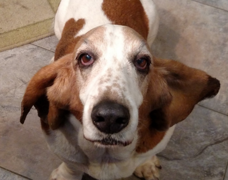 Entry image for Lucy. Clicking this image will show a larger photo
