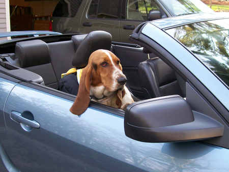 Entry image for Sophie. Clicking this image will show a larger photo