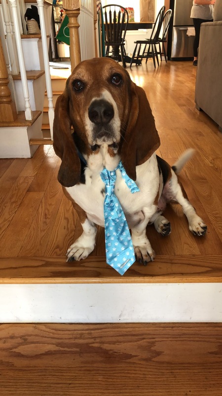 Entry image for Murphy. Clicking this image will show a larger photo