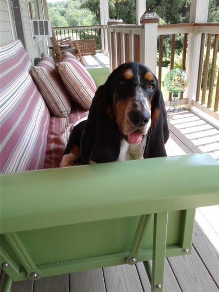 Entry image for Muffin. Clicking this image will show a larger photo