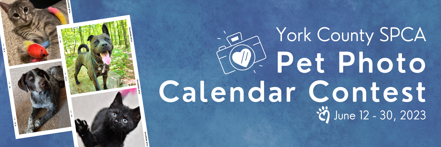 York County SPCA York County SPCA 2025 Pet Photo Calendar Contest