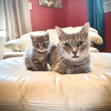 Entry image for Momma & Mini 