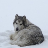 Entry image for Max