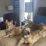 Entry image for Millie, Maggy, Charli—3 AWL alumni 