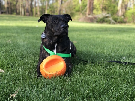 Brutus
