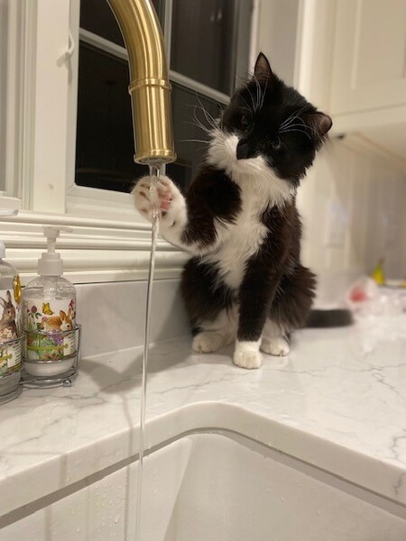 Tuxedo "Tuxy"