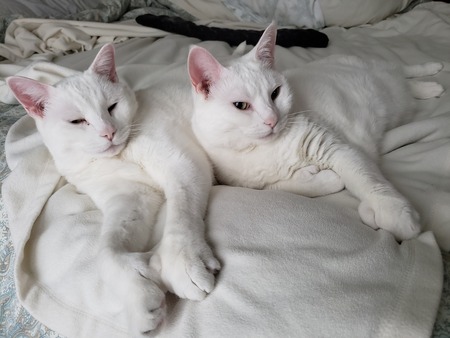 Kyo & Shihiro