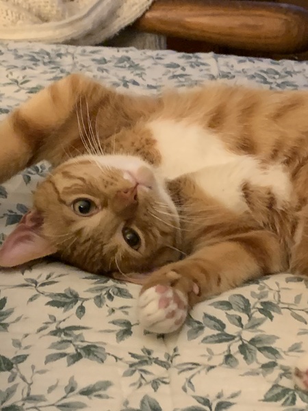 Oliver