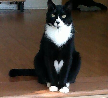 Kitty