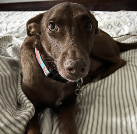 Rebel