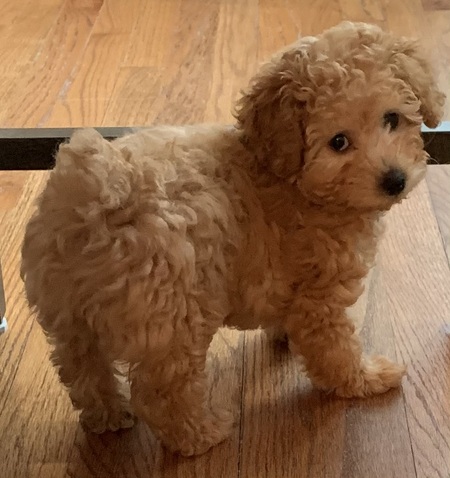Coco