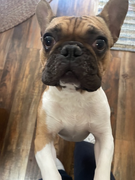 Frankie 