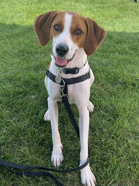 Remi