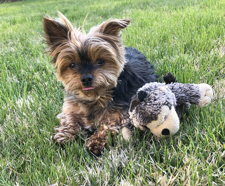 Peanut