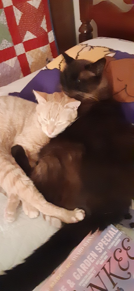 Koko and Champ