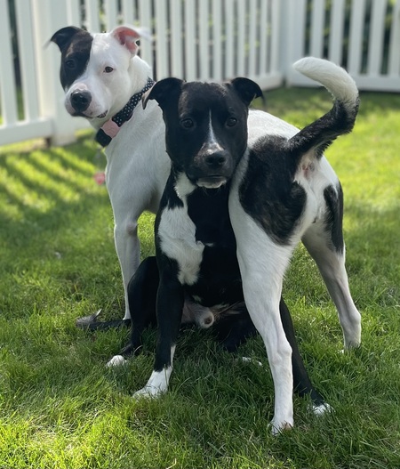 Jimbo & Nova