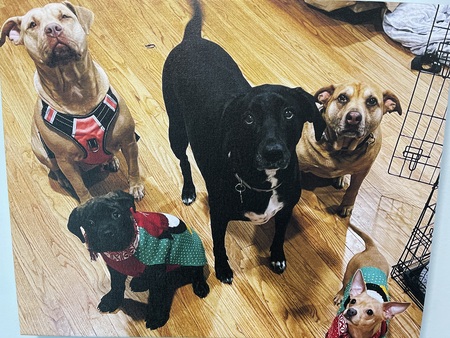 The Gang 