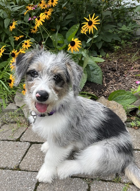 Pippa