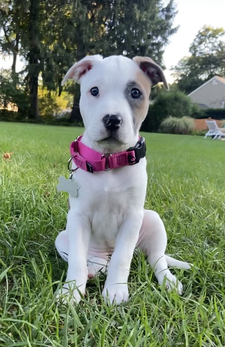 Clover