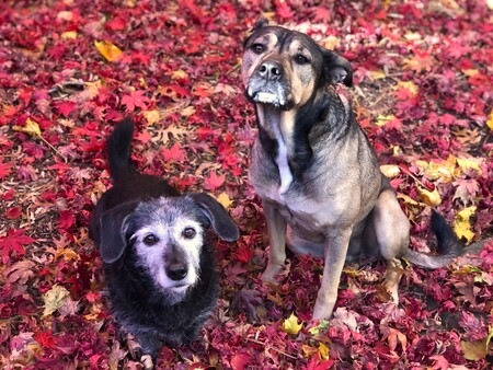 Blueberry & Obi Wan
