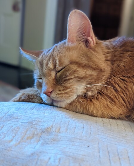 Rudder Kitty