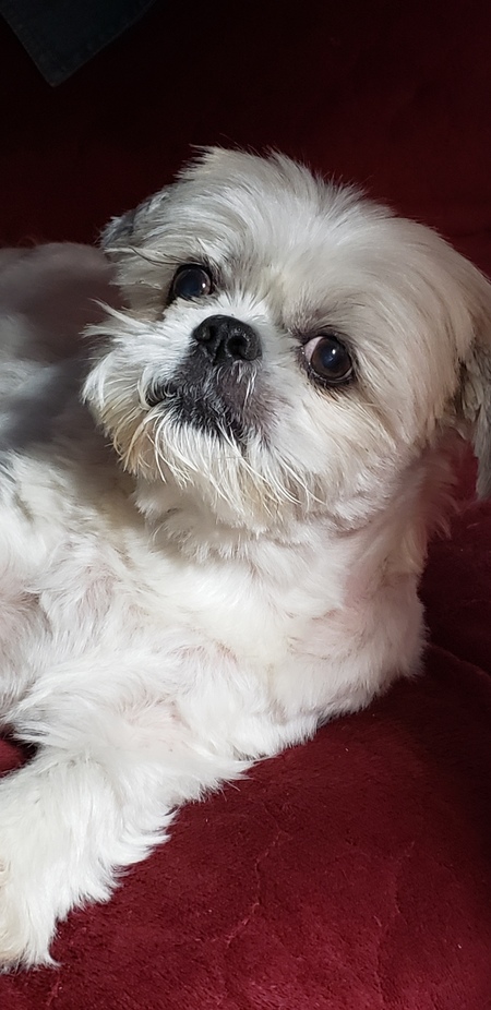 Buddy