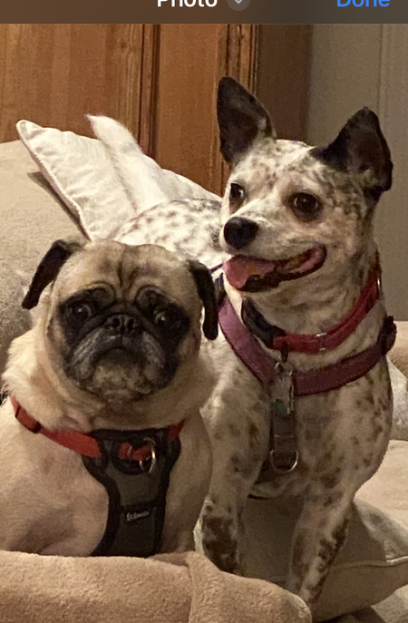 Dobby  (pug) and Lola (spotty dog)