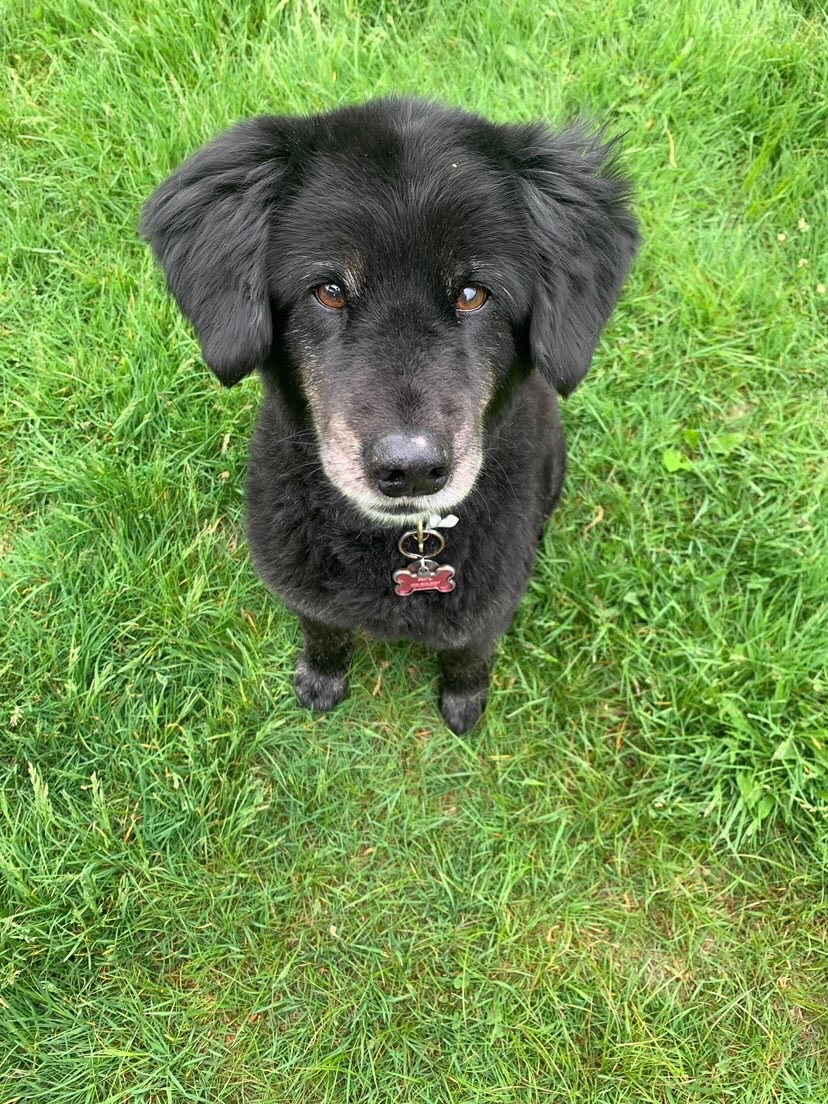 Vote for Mel St. Hubert’s 2024 Pet Calendar and Photo Contest