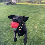 Entry image for Koda