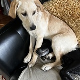 Entry image for Buddy