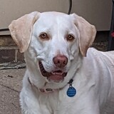 Entry image for Praline