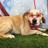 Entry image for Lucy